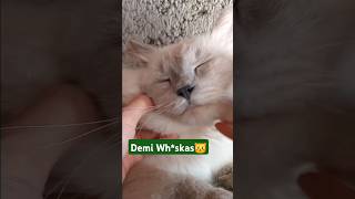 demi wh*skas ngikut ajalah #kucinghimalaya #himalayancat #meong #meow #catlover