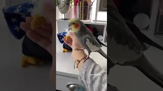 Funny Cockatiel Moments - Funny Parrot Time #cockatiel #parrot