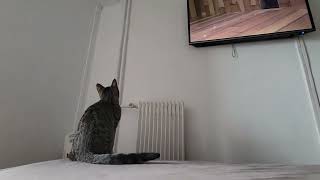 My little cat is very funny watching TV