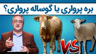 بره پرواری یا گوساله پرواری؟ کدوم رو پرورش بدیم؟