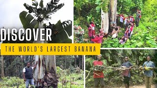 Musa Ingens | Exploring the World’s Largest Banana