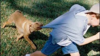 DOGS ATTACK: 2 CHIENS ATTAQUENT UN ENFANT