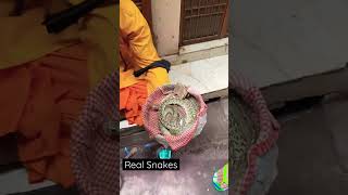 Real Snakes at Vrindavan #shorts