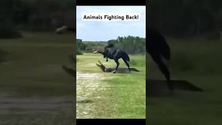 Animals Fighting Back 💪🏽 #animals ##fail #viralvideo #viralposts #animalshorts #horse #alligator #fy