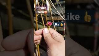 peach pfrsich in Spring nordden Germany 04.2022 every day my life هلو like subscribe لااله اله الله