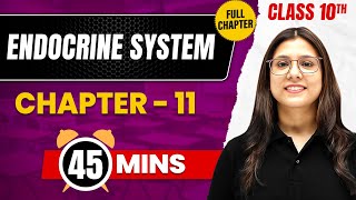 ENDOCRINE SYSTEM In 45 Mins | Complete Chapter Mind Map | Class 10 ICSE BIOLOGY