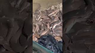 Amazing Spectacle: Thousands of Catfish Leap to Shore for Food! #amazing