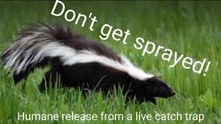 How to remove a Skunk from a live trap without getting sprayed!