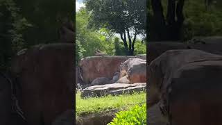 Lions at Disney's ANIMAL KINGDOM