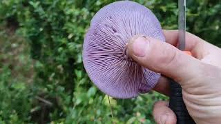 setas en diciembre a montones como ya sabéis todo el año encuentro setas 🙂🍄🙂🍄🍄