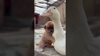 Mother goose to protect puppy #dog #goose #funny #animals #pets #memes #viralvideo #ytshorts #duck