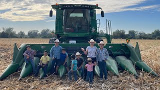 ASÍ SE COSECHA EL MAÍZ 🌽 SINALOENSE EN EL EJIDO EL MELON PURO SINALOA