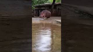 Hippopotamus ||दरियाई घोड़ा #animalslovers #wildlife #wildlifephotography #naturephotography #shorts