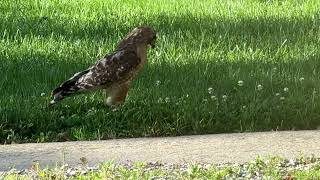 What the heck is this hawk doing?  There’s￼ nothing in the grass.