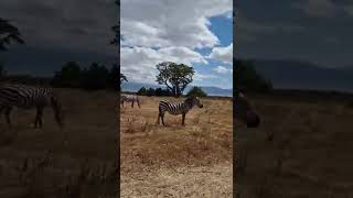 Cebras en África - Zebras in Africa