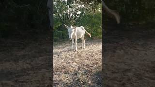 White Mini Donkey #shortvideo #donkey #Donkeyshort