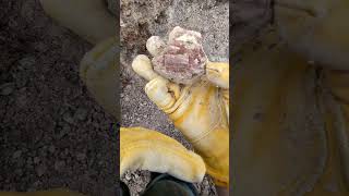 Dusty digging up some geodes at the public dig site at the Dugway Geode beds.