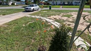 Monarch Butterfly Drinking Nectar from Milkweed Plant