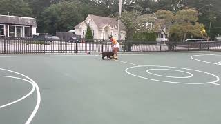 Odin the Newfie puppy auditions to be skating partner