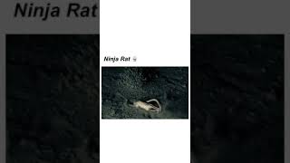 Ninja Rat‼️🤣 video