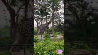 细雨中的长颈鹿🦒giraffe walking in the drizzle #singapore #life #zoo