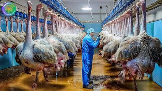 How Millions Of Ostriches Farm For Meat, Skin And Eggs in China - Ostriches Eggs Harvest Technology