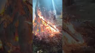 Holika 2024 status| Holika what's app status  2024 | #youtubeshort #viral