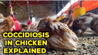 The Ultimate Guide to Coccidiosis In Chicken : Cause, Symptoms and Solutions.