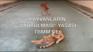 Hayvanların "Uyutulması"  Yasası TBMM'de...