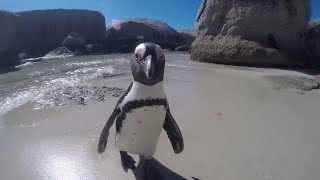 Just hanging around with the penguins in South Africa