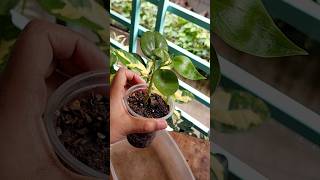 Repot Plants - Peperomia // Peperomia Plant Repotting from Water to Soil