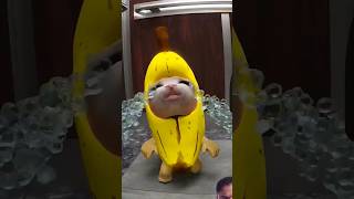 Banana Cat and Whiny Situation Remastered FullHD 🙀😿💦