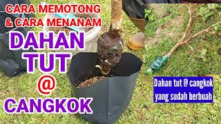 POTONG DAHAN TUT/CANGKOK & CARA TANAM | Jambu batu@kristal tanpa biji.