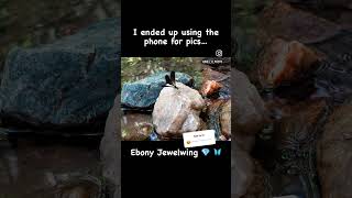 Taking pictures of the beautiful Ebony Jewelwing #photography #cute #creature #naturephotography