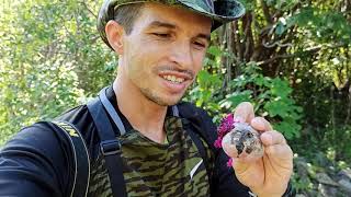 Coletando e comendo o fruto do Xique-xique.