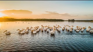 Пеликаны в Молдове | Озеро Белеу | Pelicanii la lacul Beleu