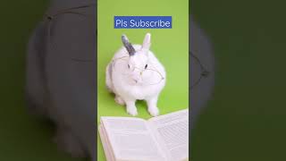 #rabbit #shortsvideo