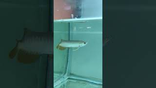 Banjara red arowana with certificate