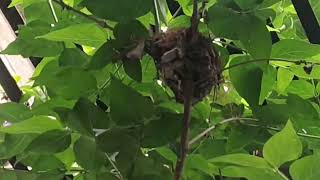 Indian Robin or the Red-whiskered ,Bulbul's children!