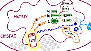 Aerobic Cellular Respiration, the Kreb's Cycle, Electron Transport Chain