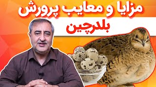 مزایا و معایب پرورش بلدرچین