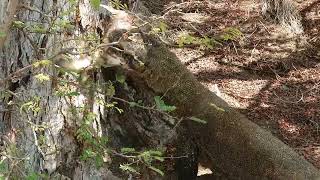 This is the Komodo dragon's difficulty when swallowing