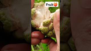 Custard apple fruit cutting 🍑🥝🍊🍋 #organic #fruitfarming #fruitharvest #custardapple #fruitcutting