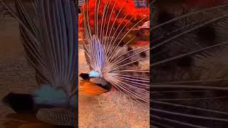 khalashi #shortvideo #peacockdance #sbyshorts #birds #mor