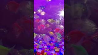 রঙিন সব আজব মাছ ||#Colourfish #aquarium fish #youtubeshorts #ytshorts