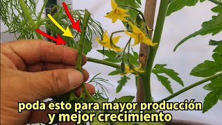 muy importante poda de tomateras para mayor producción y crecimiento muy facil