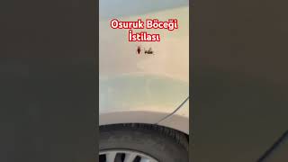 Kocaeli Ormania Osuruk Böceği İstilası🪳🦗