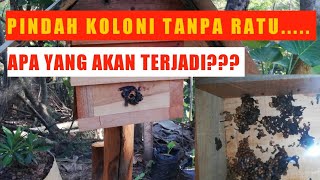 Pondok Klanceng || Pindah Koloni Lebah Klaceng /Trigona dari Bambu Tanpa Ratu