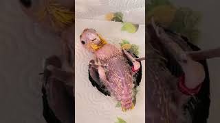 Baby Caique luvs a belly tickle 💚 5 weeks old Yoshi & brother Teddy 💚