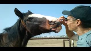 The Pasture Ponies